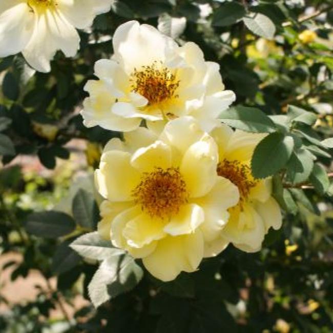 'Maiden's Blush'